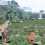 Meadow