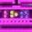 Brain Storm: Tower Bombarde