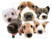 Cute Dog Jigsaw