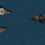 Pirate