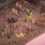 Akuto: Showdown