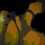 Forma 8