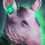 Animal Dominion: Cats, Dogs and Rats