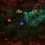 Ashura: Dark Reign