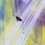 Apsis
