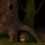 Acorn