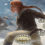 Fantasy Grounds - Savage Worlds Over-Sized Action Deck